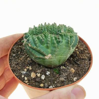 Euphorbia obesa 'Tiger form' f. crestata (Rare form)