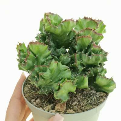 Euphorbia lactea f. crestata