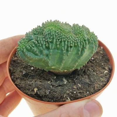 Euphorbia obesa f. crestata (Rare form)