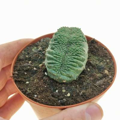 Euphorbia obesa f. crestata (Rare form)