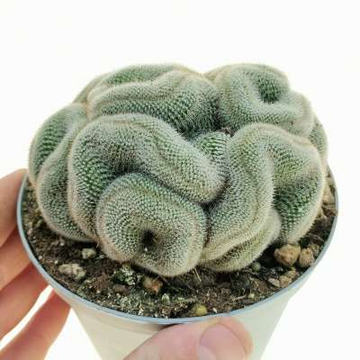 Mammillaria 'Red cap' f. crestata