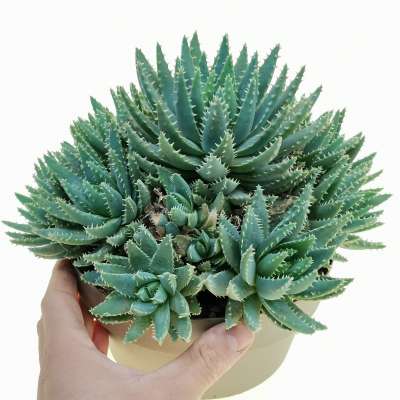 Aloe brevifolia