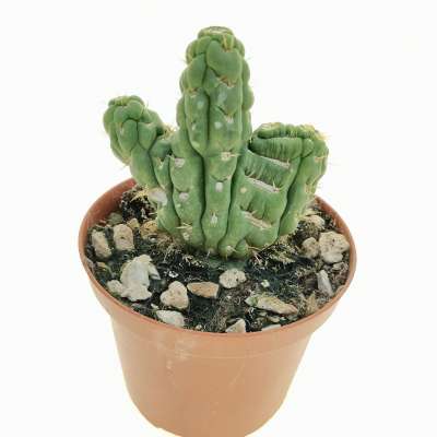 Eulychnia castanea cv. varispiralis f. crestata - Giromagi