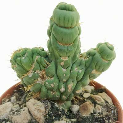 Eulychnia castanea cv. varispiralis f. crestata - Giromagi
