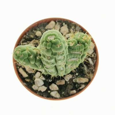 Eulychnia castanea cv. varispiralis f. crestata - Giromagi