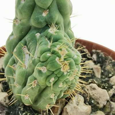 Eulychnia castanea cv. varispiralis f. crestata - Giromagi
