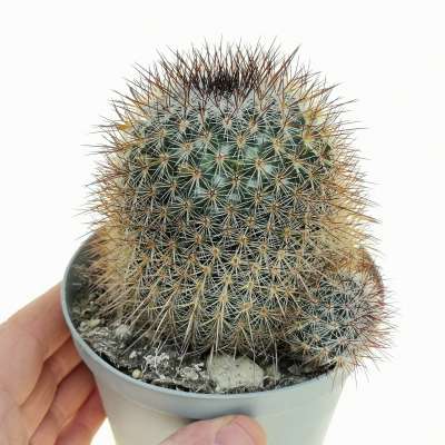 Mammillaria densispina