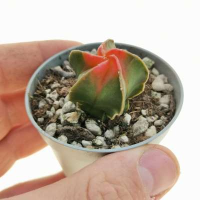 Astrophytum myriostigma cv. Koh-yo