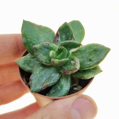 Echeveria 'Rubella' f. variegata mostruosa