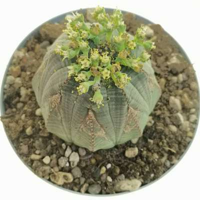 Euphorbia obesa 'Arrow' (Rare form) - Giromagi