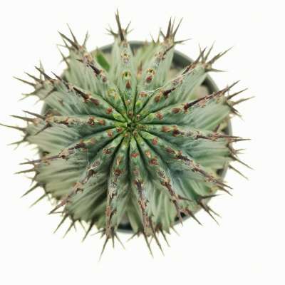 Euphorbia horrida (Spina-rossa) - Giromagi