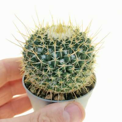 Mammillaria centrichirra var. magnimamma