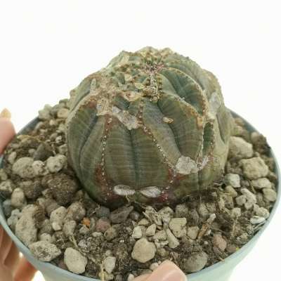 Euphorbia obesa cv. Rocky Mountain (Rare form)