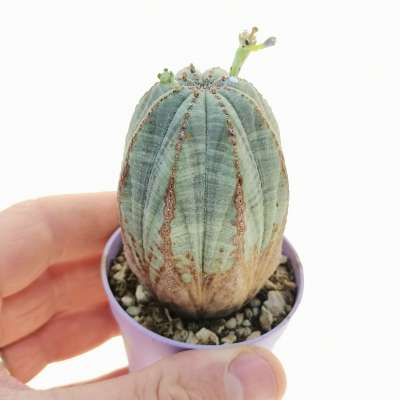 Euphorbia obesa (rare form)