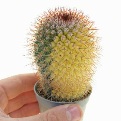 Mammillaria spinosissima f. rubrispina variegata