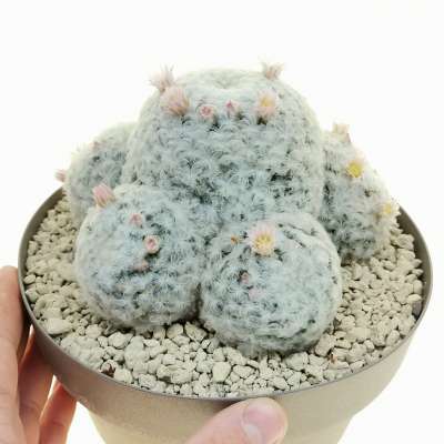 Mammillaria plumosa
