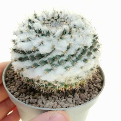 Mammillaria sempervivi