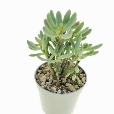 Tylecodon schaeferianus - Giromagi
