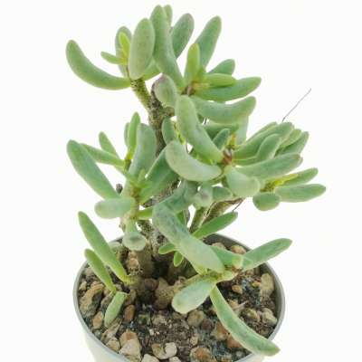 Tylecodon schaeferianus - Giromagi