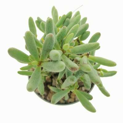 Tylecodon schaeferianus - Giromagi