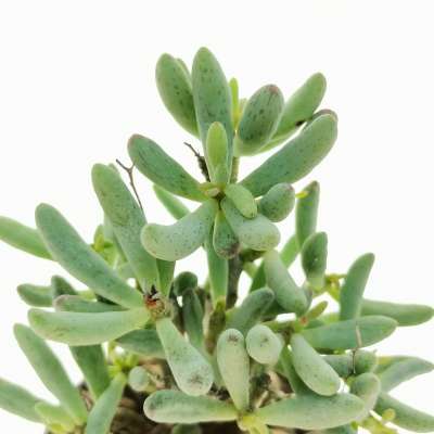 Tylecodon schaeferianus - Giromagi