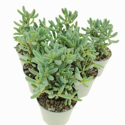 Tylecodon schaeferianus - Giromagi