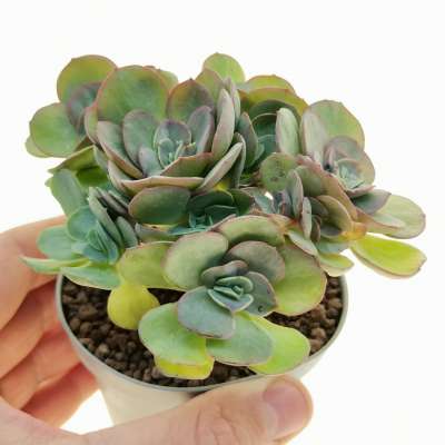 Echeveria 'Suyon'