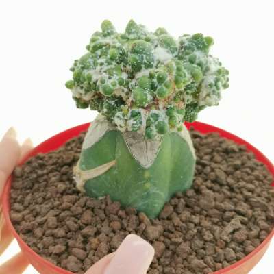Astrophytum asterias cv. Ikaryoko (CITES)