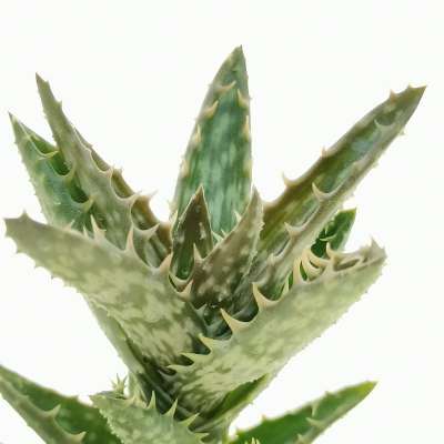 Aloe juvenna - Giromagi