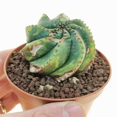 Euphorbia obesa cv. spiral (Rare form)