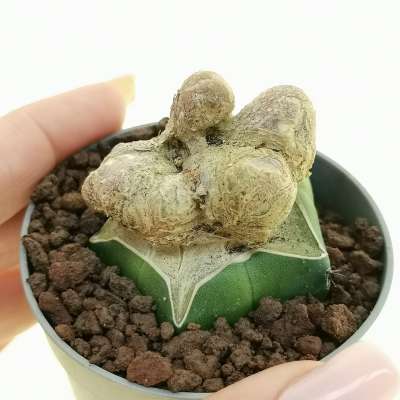 Mammillaria duwei f. crestata mostruosa 'Dinosaur skin'