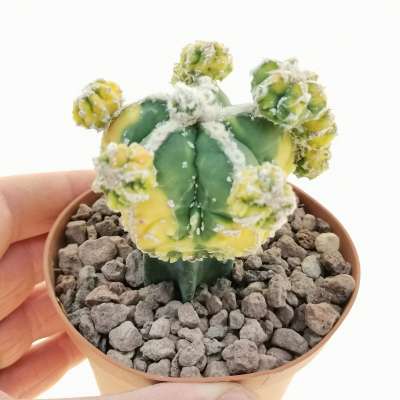 Astrophytum myriostigma cv. Fukuryu haku-jo f. variegata prolifera
