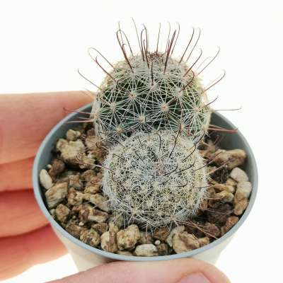 Mammillaria grahamii sb. 70