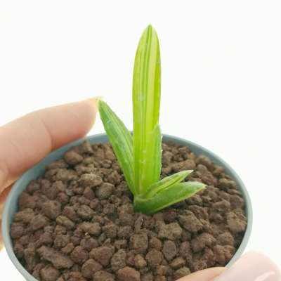 Aloe mitriformis f. variegata