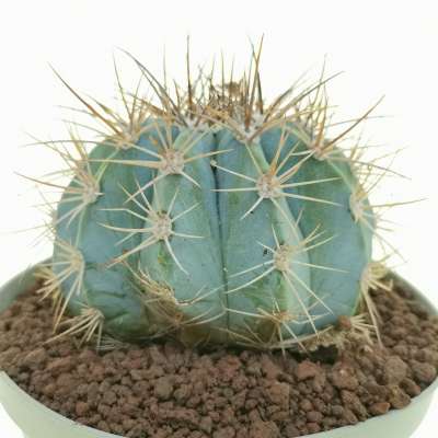 Melocactus azureus - Giromagi