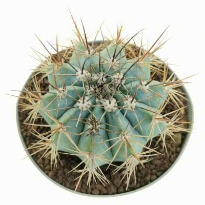Melocactus azureus - Giromagi
