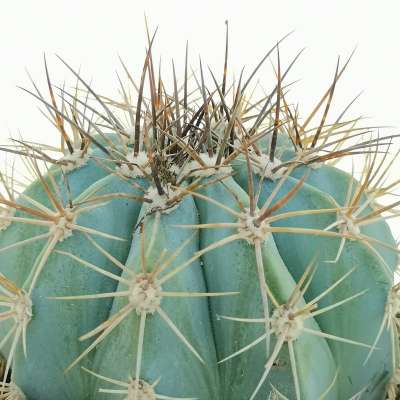 Melocactus azureus - Giromagi