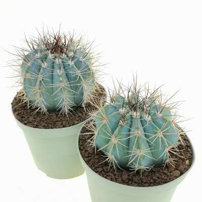 Melocactus azureus - Giromagi