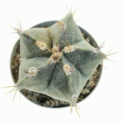 Astrophytum hybrid cv. curlispine - Giromagi