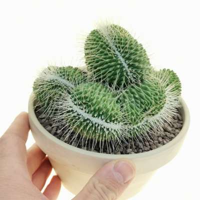 Mammillaria spinosissima cv. un pico f. crestata