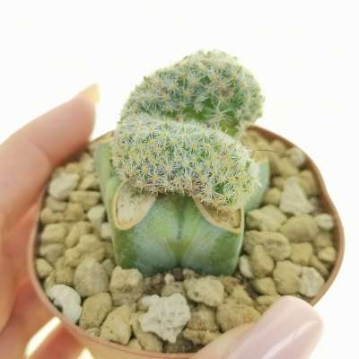 Mammillaria schiedeana f. crestata