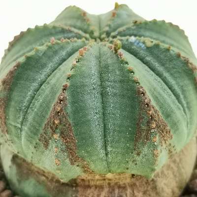 Euphorbia obesa 'Arrow' (Rare form) - Giromagi