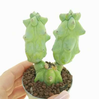 Myrtillocactus geometrizans cv. Fukurokuryuzinboku f. prolifera