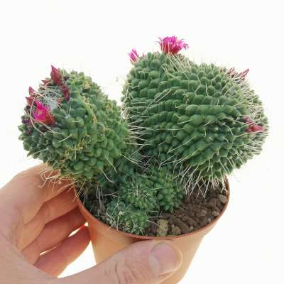 Mammillaria spinosissima cv. un pico f. mostruosa crestata