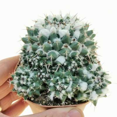 Mammillaria amajacensis