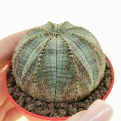 Euphorbia obesa 'Arrow' (Rare form)