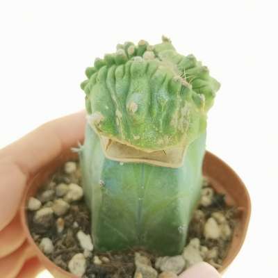 Lobivia aurea var. shaferi f. mostruosa crestata