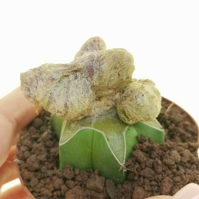 Mammillaria duwei f. crestata mostruosa 'Dinosaur skin'