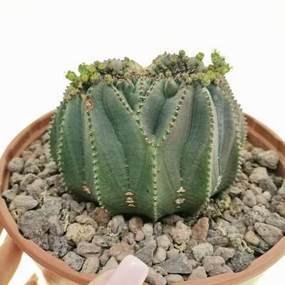 Euphorbia obesa f. crestata (Rare form)