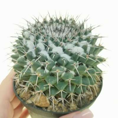 Mammillaria amajacensis